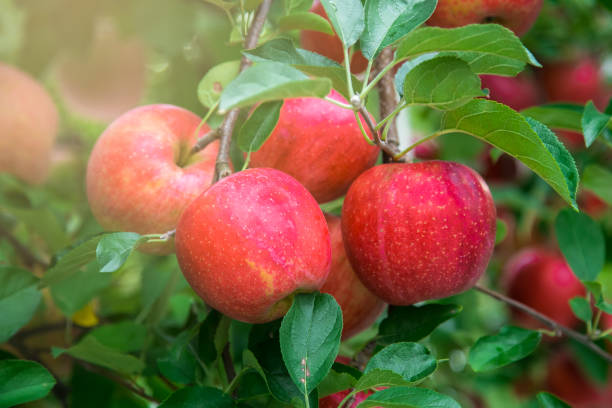 benefits of eating apples